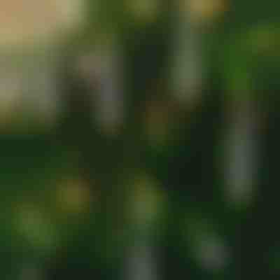 Svijeće bez plamena koje trepere (6 kom) | CANDLEA